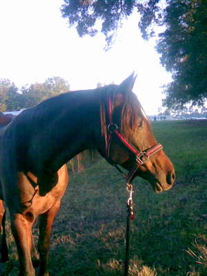 R Tse at Armadillo