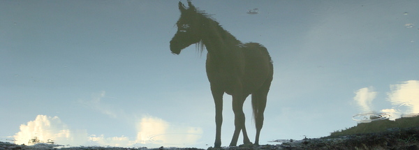 Shadow